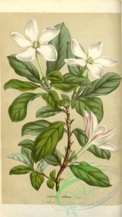 gardenia-00025 - gardenia amoena