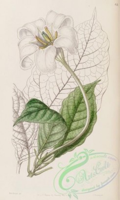 gardenia-00030 - 063-gardenia devoniana, Duke of Devonshire's Gardenia