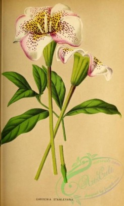gardenia-00035 - gardenia stanleyana