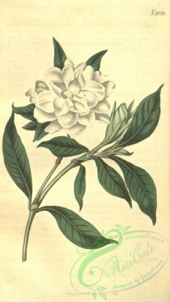 gardenia-00039 - 1842-gardenia radicans, Rooting Gardenia