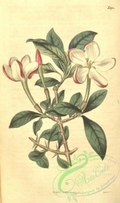 gardenia-00040 - 1904-gardenia amoena, Crimson-tipped Gardenia