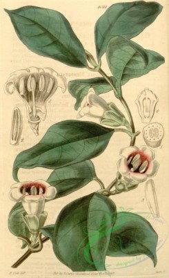 gardenia-00043 - 4044-gardenia sherbourniae, Mrs Sherbourne's Gardenia