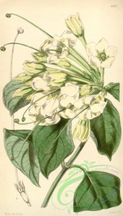 gardenia-00046 - 4322-gardenia longistyla, Long-styled Gardenia