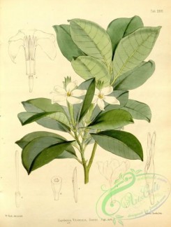 gardenia-00051 - gardenia vitiensis