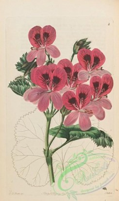 geranium-00102 - 002-Malachra-leaved Stork's-bill, pelargonium malachraefolium