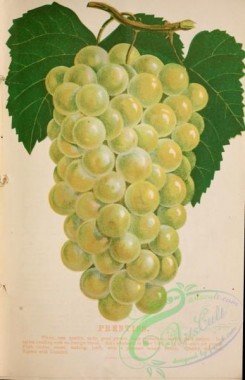 grapes-00028 - 089-Grapes [3502x5427]