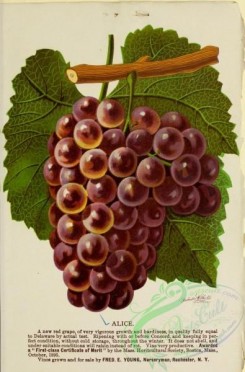 grapes-00056 - 090-Grapes [2884x4373]