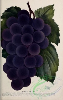 grapes-00063 - 092-Grape [2760x4331]
