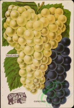 grapes-00071 - 044-Grapes [3731x5468]