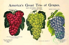 grapes-00093 - 073-Grapes [2430x1566]