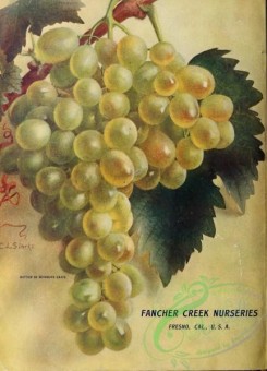 grapes-00097 - 022-Grapes [2648x3672]