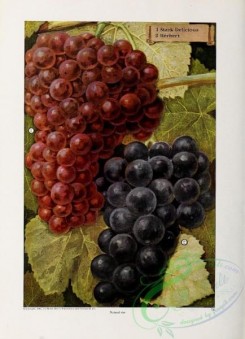 grapes-00103 - 019-Grapes [2643x3647]
