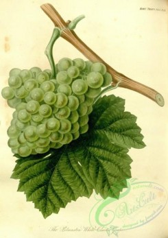 grapes-00114 - Pitmaslon White Cluster Grape [2978x4209]