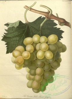 grapes-00117 - Cannon Hall Muscat Grape [3348x4636]