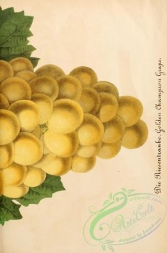 grapes-00151 - Golden Champion Grape, 2 [2598x3924]