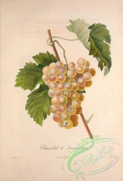 grapes-00153 - Muscat, Grapes, 10 [3490x5143]