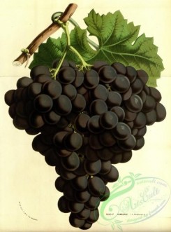 grapes-00166 - muscat hamburgh, Black Muscat Grapes [3695x4988]