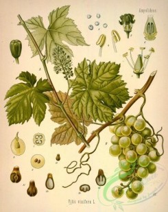 grapes-00173 - vitis vinifera, Common grape vine [2856x3596]