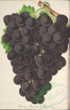 grapes-00180 - Grapes Vine [3767x5899]