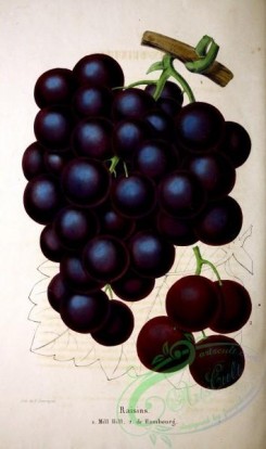 grapes-00188 - Grape [2726x4595]