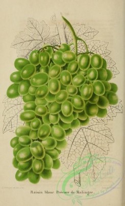 grapes-00190 - Grape [2145x3523]