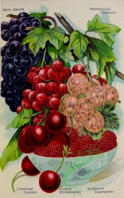 grapes-00481 - 056-Grape, Currant, Gooseberry, Raspberry, Cherry, plate
