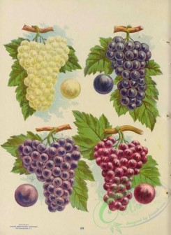 grapes-00485 - 013-Grapes