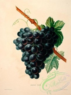 grapes-00506 - Black Grapes