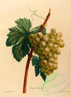 grapes-00507 - White Grapes
