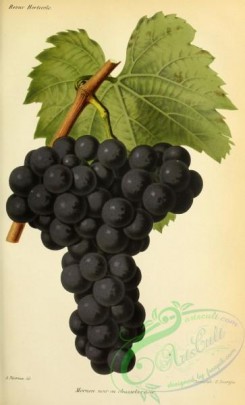 grapes-00513 - Grape