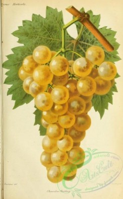 grapes-00522 - Grape, 2