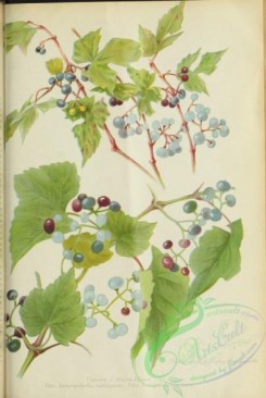 grapes-00529 - vitis heterophylla variegata, vitis brevipedunculata