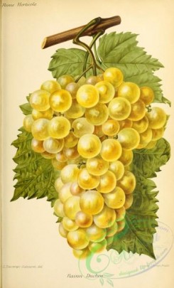 grapes-00533 - Grape