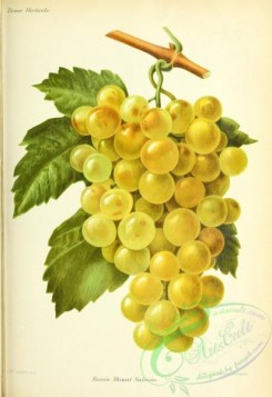 grapes-00538 - Grape