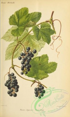 grapes-00539 - Grapes