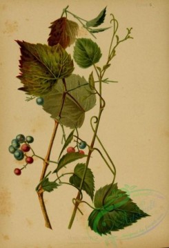 grapes-00540 - Entire-leaved Ivy-Grape, vitis indivisa