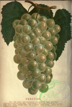 grapes-00546 - Prentiss Grapes