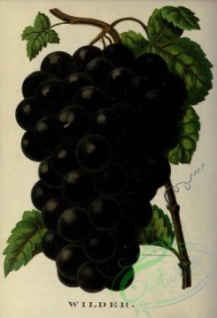 grapes-00548 - Wilder Grapes