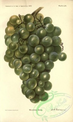 grapes-00554 - Millennial Grape