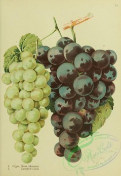 grapes-00562 - Green Mountain Grape, Campbell's Early Grape