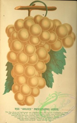 grapes-00581 - Golden Pocklington Grape