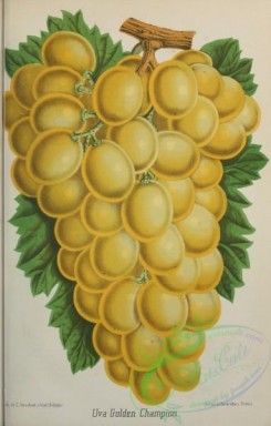 grapes-00583 - Grapes Uva Golden Champion