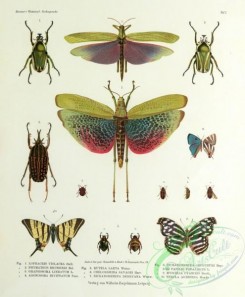 grasshoppers-00014 - lophacris, phymateus, graphosoma, agonosoma, rutela, chelorrhina, dicranorrhina, papilio, myscelia, thecla