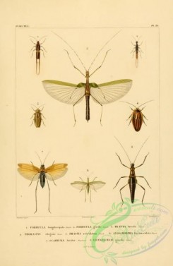 grasshoppers-00022 - 047-forficula, blatta, phoraspis, phasma, anisomorpha, scaphura, listroscelis