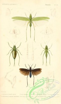 grasshoppers-00024 - 014-locusta, anisoptera, conocephalus, scaphura
