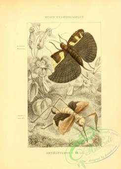 grasshoppers-00027 - acridoxena, acanthodis
