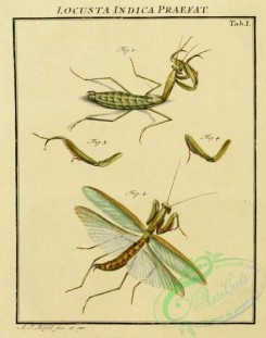 grasshoppers-00031 - 001-locusta, Grasshopper