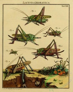 grasshoppers-00038 - 008-locusta, Grasshopper