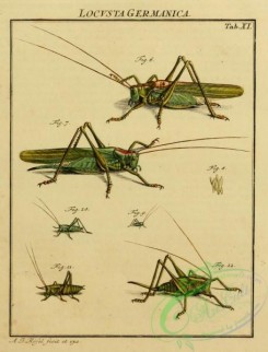 grasshoppers-00041 - 011-locusta, Grasshopper