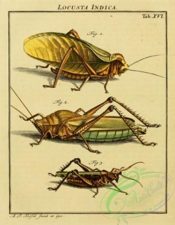 grasshoppers-00046 - 016-locusta, Grasshopper